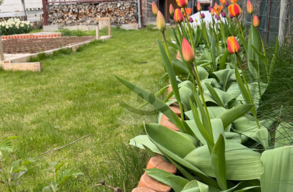 Na predaj záhrada v Novej Osade.