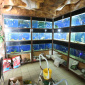 Aquarium fish shop for SALE